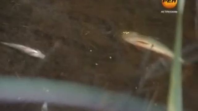 Черепашка 17 07 13 смотреть онлайн