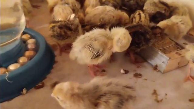 Сегодня нашим* ПЕРЕПЕЛАМ*, шестые сутки... смотреть онлайн