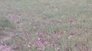 (25)Овсинский,,Новая система земледелия".Современная интерпритация.Рожь.