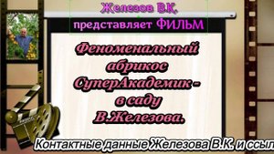 Феноменальный абрикос СуперАкадемик - в саду В.Железова.