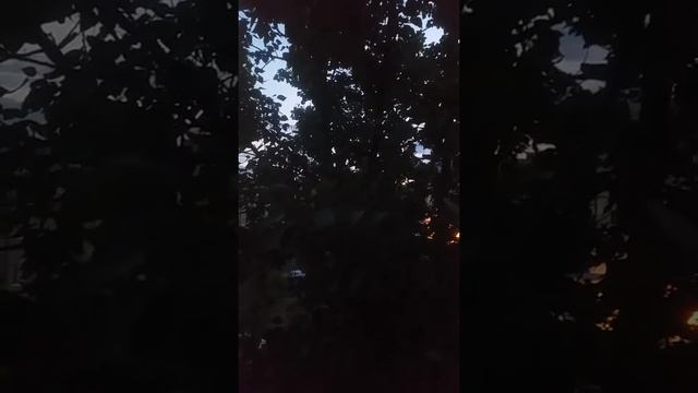 Пение птиц на рассвете. Аксай. Казахстан. смотреть онлайн