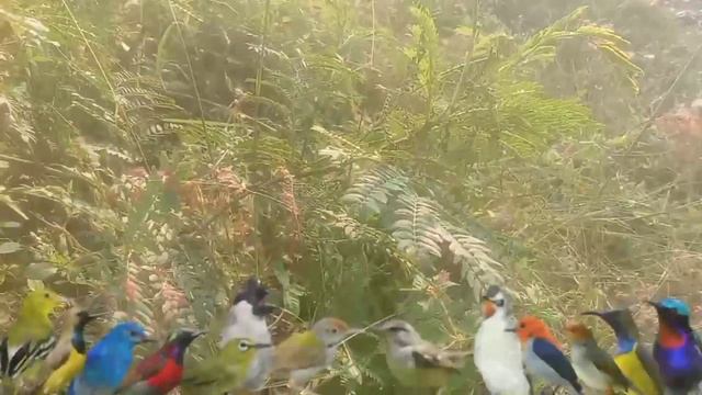 Suara pikat burcil ribut | Bikin Burung Liar Ludes | Pikat Burung Liar paling ampuh Terbaru 2024 смотреть онлайн