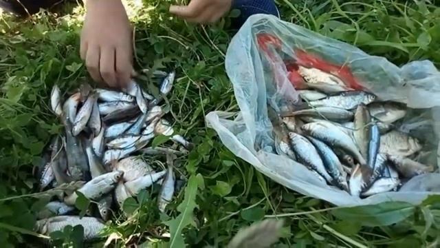 Поймали 90 рыбы руками смотреть онлайн