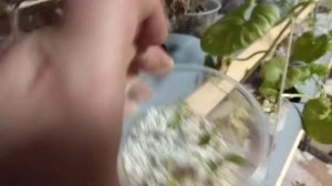 Мои ошибки в аквапоника Опытная грядка #Аквапоника #Манаенки #Новыйпроект