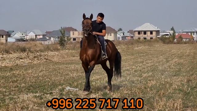 Хамелеон ТҮСҮН ӨЗГӨРТКӨН ЗОЛОТОЙ САТУУГА ЧЫКТЫ 😱АТ СҮРӨТ смотреть онлайн