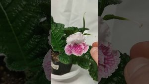 стрептокарпус Мандаринка