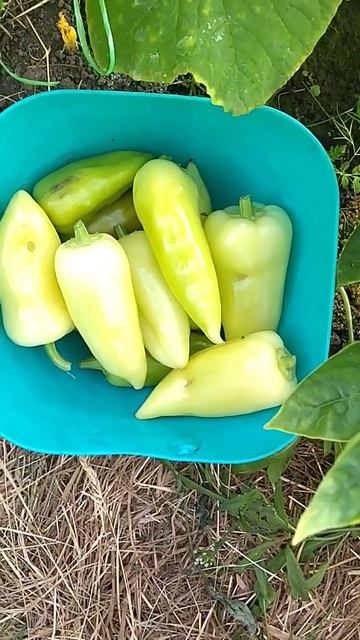 25.06.2023 собрала перец для фарширования