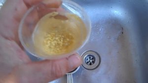 Заготавливаем семена помидоров