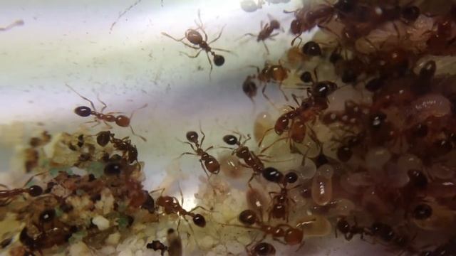 Solenopsis geminata update смотреть онлайн