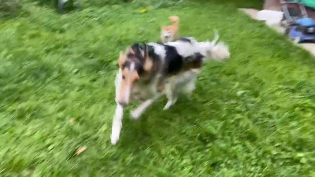 Русская псовая борзая и сиба ину смотреть онлайн