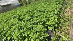 Картофель на укрывной материале😱🤫🤓. Облегчаем себе труд🥔🍠👩🌾