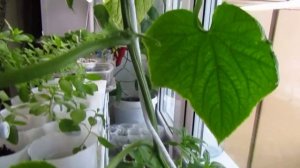 Огурец на окне