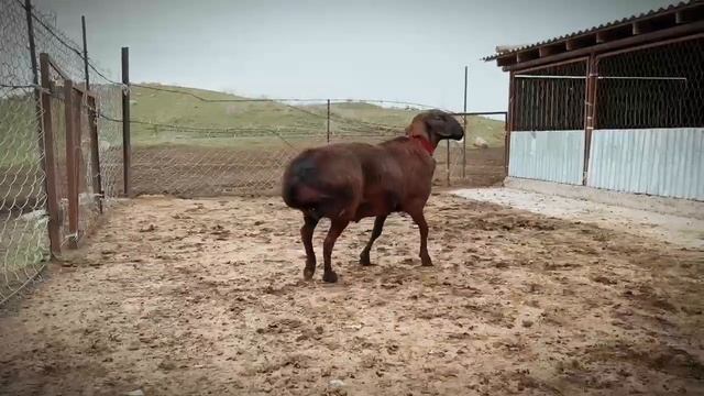 Баран производитель по кличке "Золотой" смотреть онлайн
