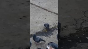 выпуск выкормыша голубя в стаю