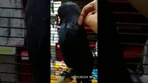 Погладь Галку