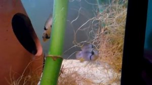 Apistogramma Pandurini -2-
