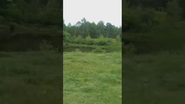 Прямая трансляция.