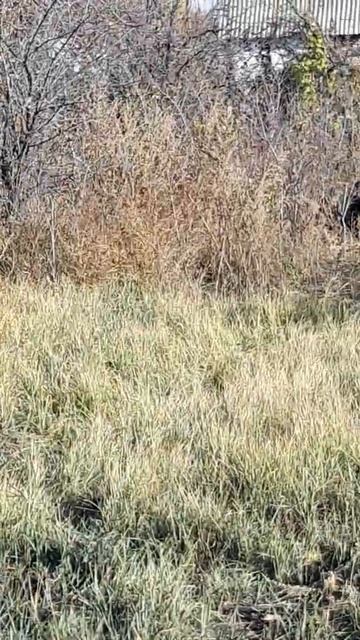 лошадь на чужой даче
