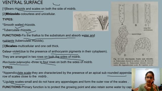 EXTERNAL FEATURES OF MARCHANTIA|Dorsal and Ventral surface|#botany #bsc смотреть онлайн