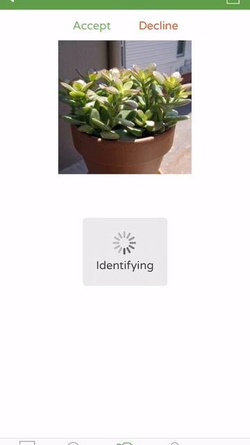 PlantSnap iOS identifies a jade plant (Crassula ovata) смотреть онлайн