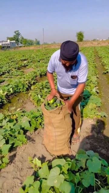 Why You need MSP Guarantee Cucumber Which You Buy At 50Rs Kg In Market Is Bought For 5Rs Per kg смотреть онлайн