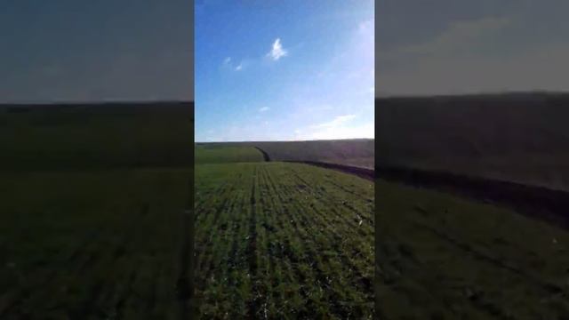 9 января 18-года поле пшеницы сорт пилиповка смотреть онлайн