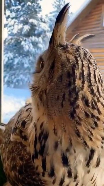 Owls Observes | аблюдает смотреть онлайн