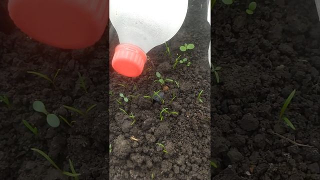 @Жизнь моя в Краснодаре смотреть онлайн