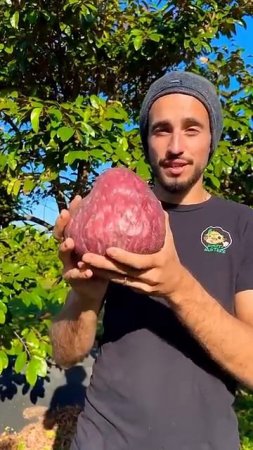 Кремовое яблоко красное экзотический фрукт как растет и как есть