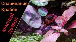 Любовный треугольник. Спаривание крабов Красный Дьявол.