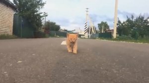 Почему кошки ложатся на спину при виде вас