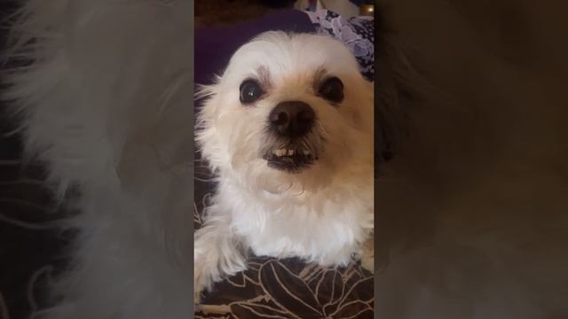 Пёс насрал...Кто насрал????? смотреть онлайн