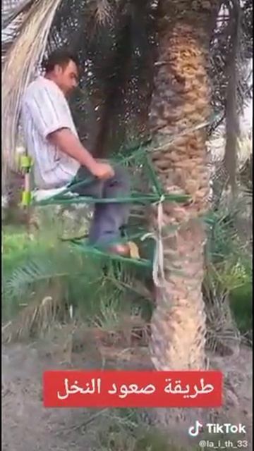عمليه الصعود لأ النخيل ليله صوره