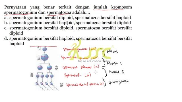 9 SMP : SISTEM REPRODUKSI MANUSIA смотреть онлайн