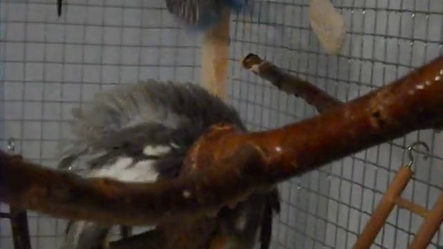 Кореллы купаются смотреть онлайн