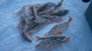 Коротенькая рыбалка на окушка с чёртиком