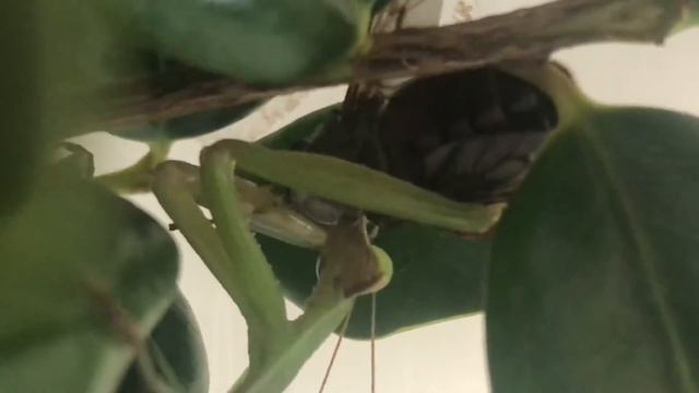 Praying Mantis Hunts Horse Fly Inside Cage смотреть онлайн