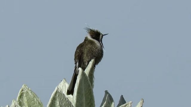 Oxypogon guerinii (Green-bearded Helmetcrest) смотреть онлайн
