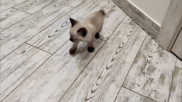 Знакомство с котятами. Земляничный Компотик Сапфир Меколь