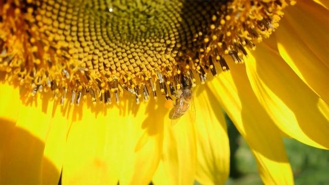 Стійкий до Експресу соняшник! Краще рішення проти дводолки в посівах смотреть онлайн