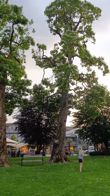 Giant catalpa |  Гигантская катальпа