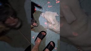 С праздником Вас милые женщины от малышей приюта Четыре лапы Ташкент ♥️🥰🙏🏻