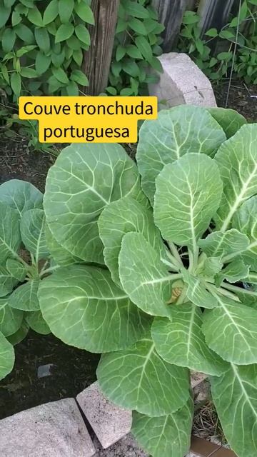 couve tronchuda portuguesa pense numa couve que dá trabalho pra crescer #horta #hortaorganica смотреть онлайн