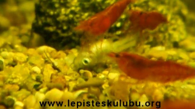 Shrimps and plecos are eating dead fish! смотреть онлайн