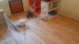 Котята играют с лазерной указкой