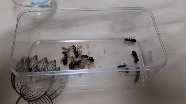한국홍가슴개미 인공합사 8마리 여왕!!! (Camponotus atrox artificial joining Eight Queen!!!) смотреть онлайн