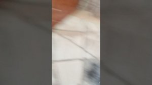 обзор на Алису