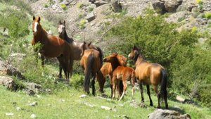 Кентау. Поход на Талдыбулак-Кантаги. Апрель 2023 года. Автор Светлана Буркова.