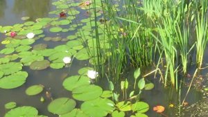 Нимфеи в пруду. Таруса, Водный парк лотос