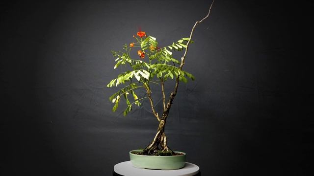 360º Display: Dwarf Poinciana (Flowering) смотреть онлайн